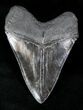 Megalodon Tooth With Killer Serrations #12647-2